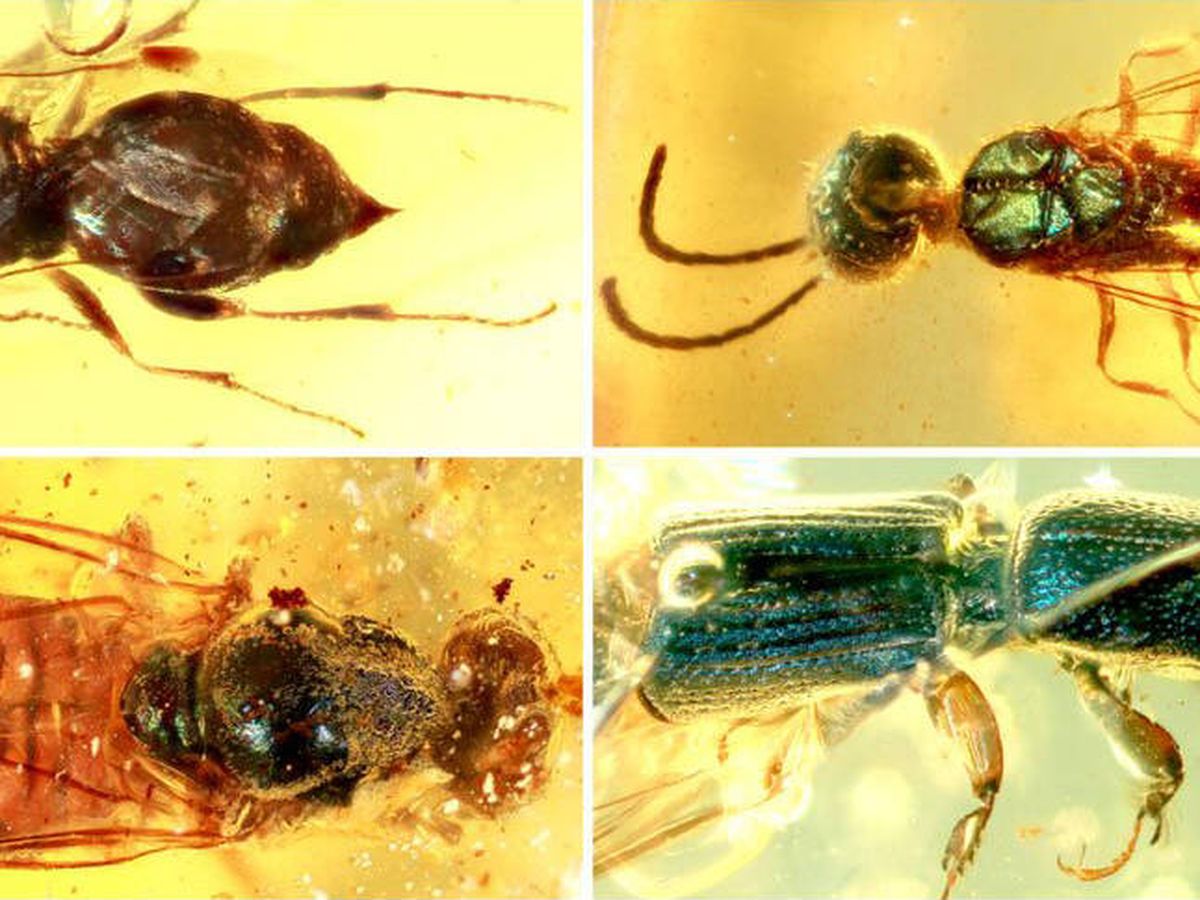 Foto: Muestra de los insectos conservados en ambar encontrados en Myanmar. Foto: NIGPAS