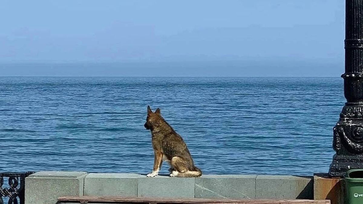 Muere el perro que esperó frente al mar y durante más de diez años a su dueño fallecido 