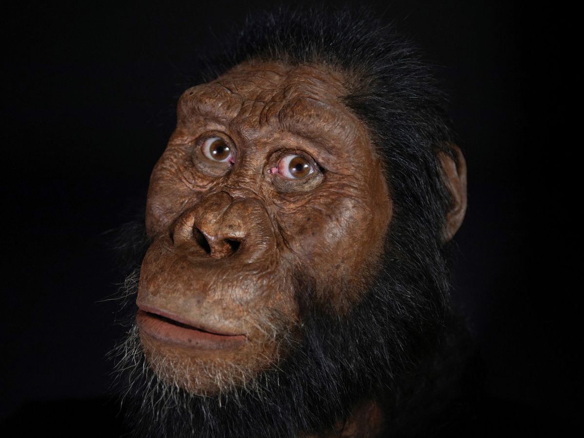 Foto: Posible reconstrucción facial del Australopithecus Anamensis, antepasado del Homo Sapiens. Foto: EFE CMNH MattCrow 