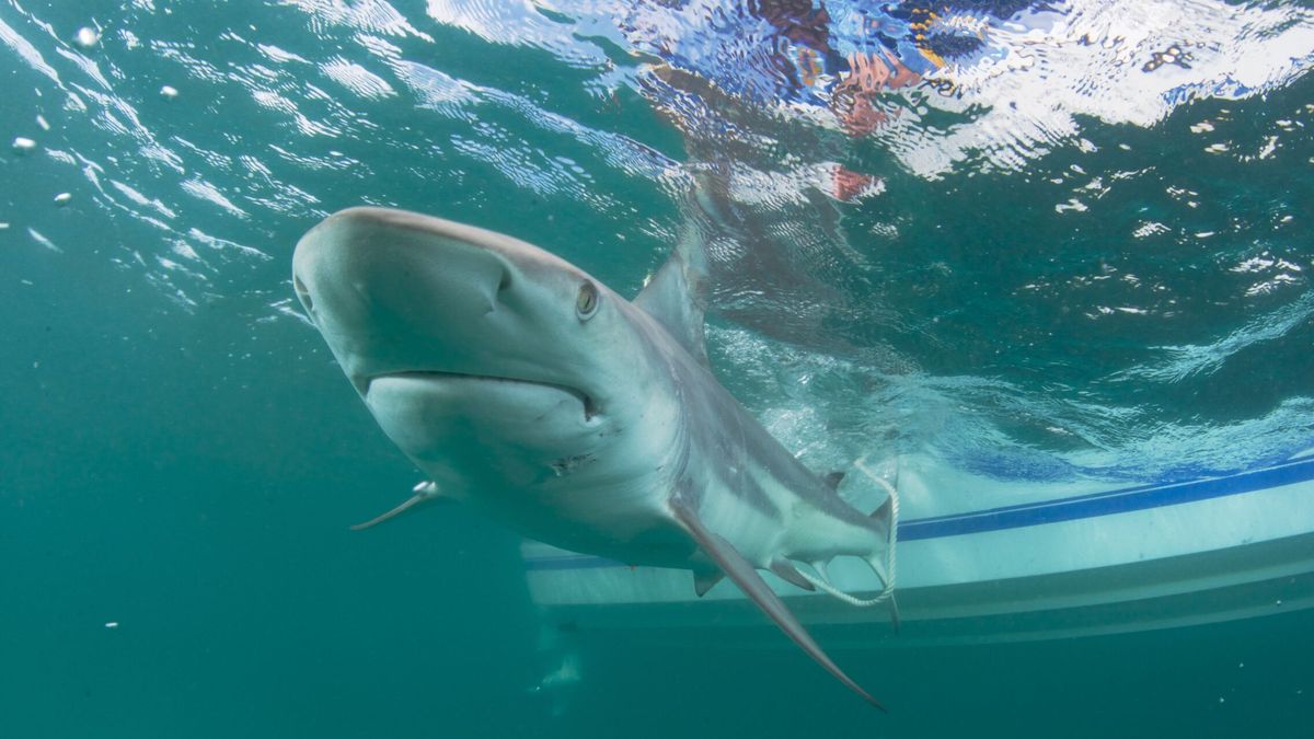 El impactante vídeo del momento en el que un tiburón nodriza muerde a una buceadora