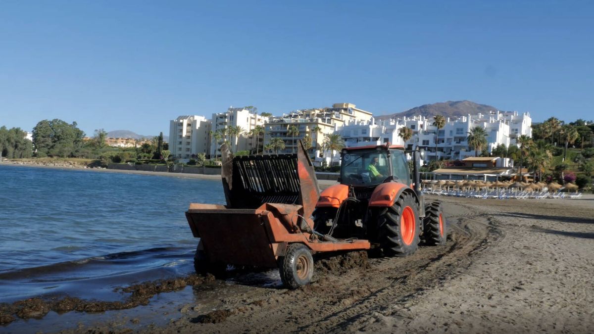 La limpieza del alga invasora del Estrecho se come los fondos de los municipios costeros
