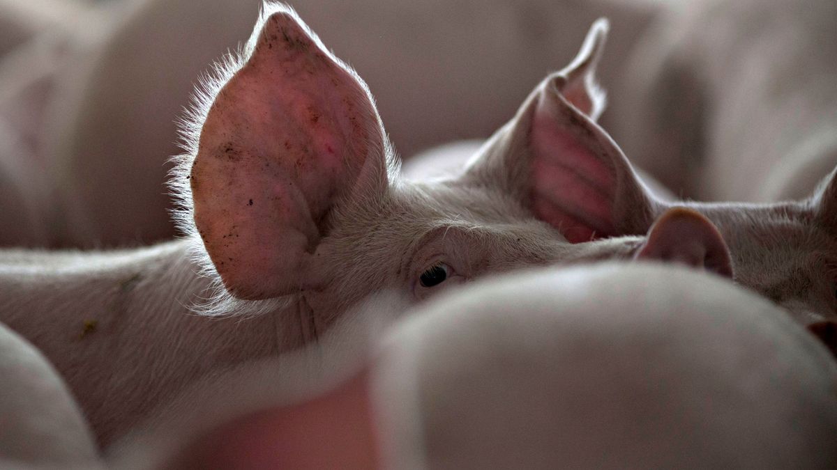 El ruinoso negocio de producir cerdos envenenando los acuíferos