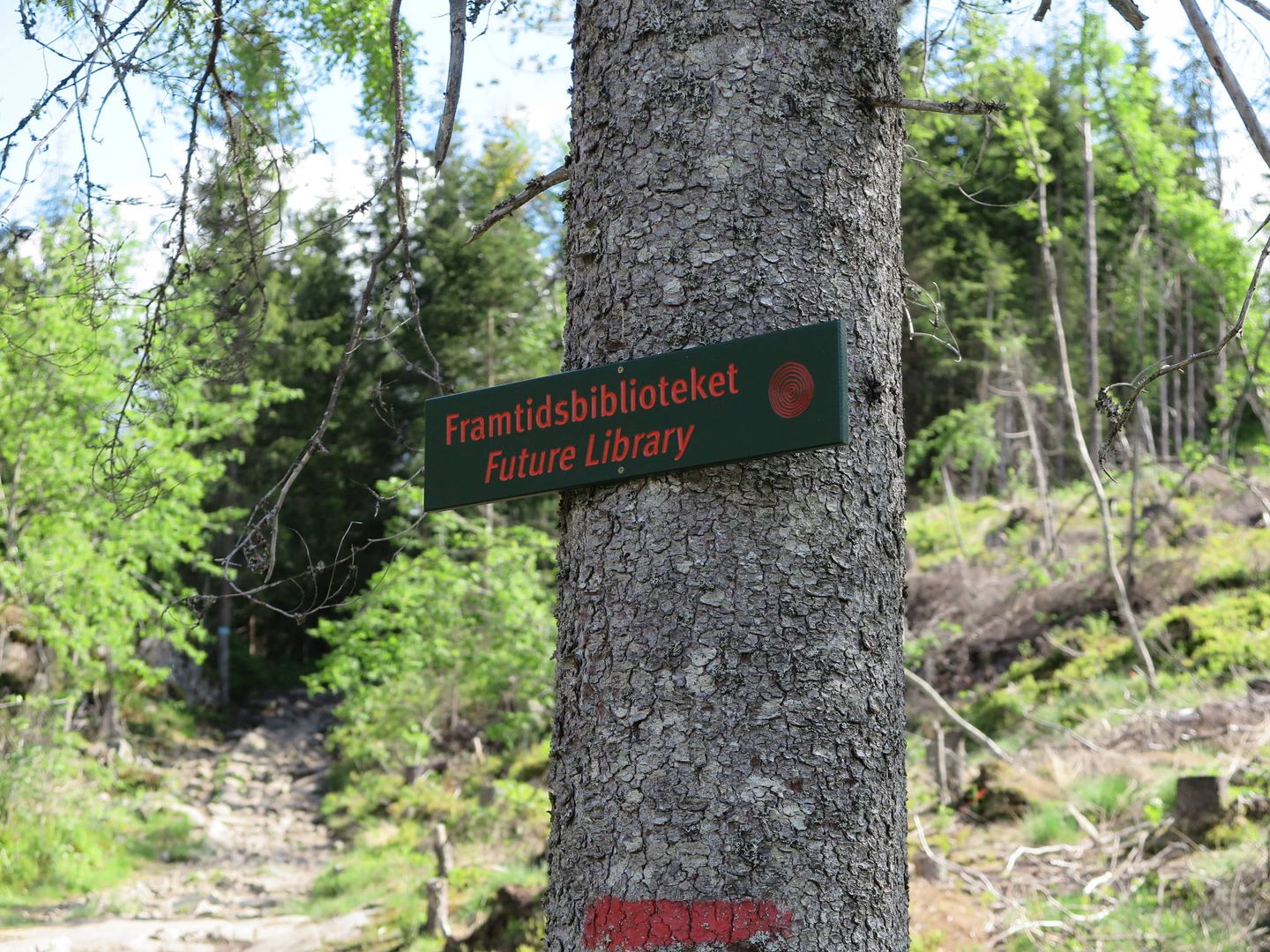 Emplazamiento del bosque que en 2114 será talado y convertido en la Biblioteca del Futuro. (Vibeke Hermanrud)