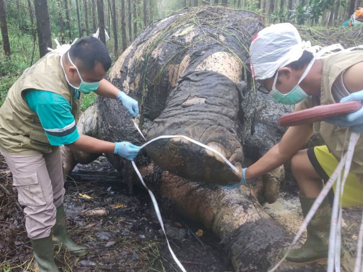 Foto: Apenas quedan 2.000 elefantes de Sumatra en el mundo: están en peligro crítico (Reuters)