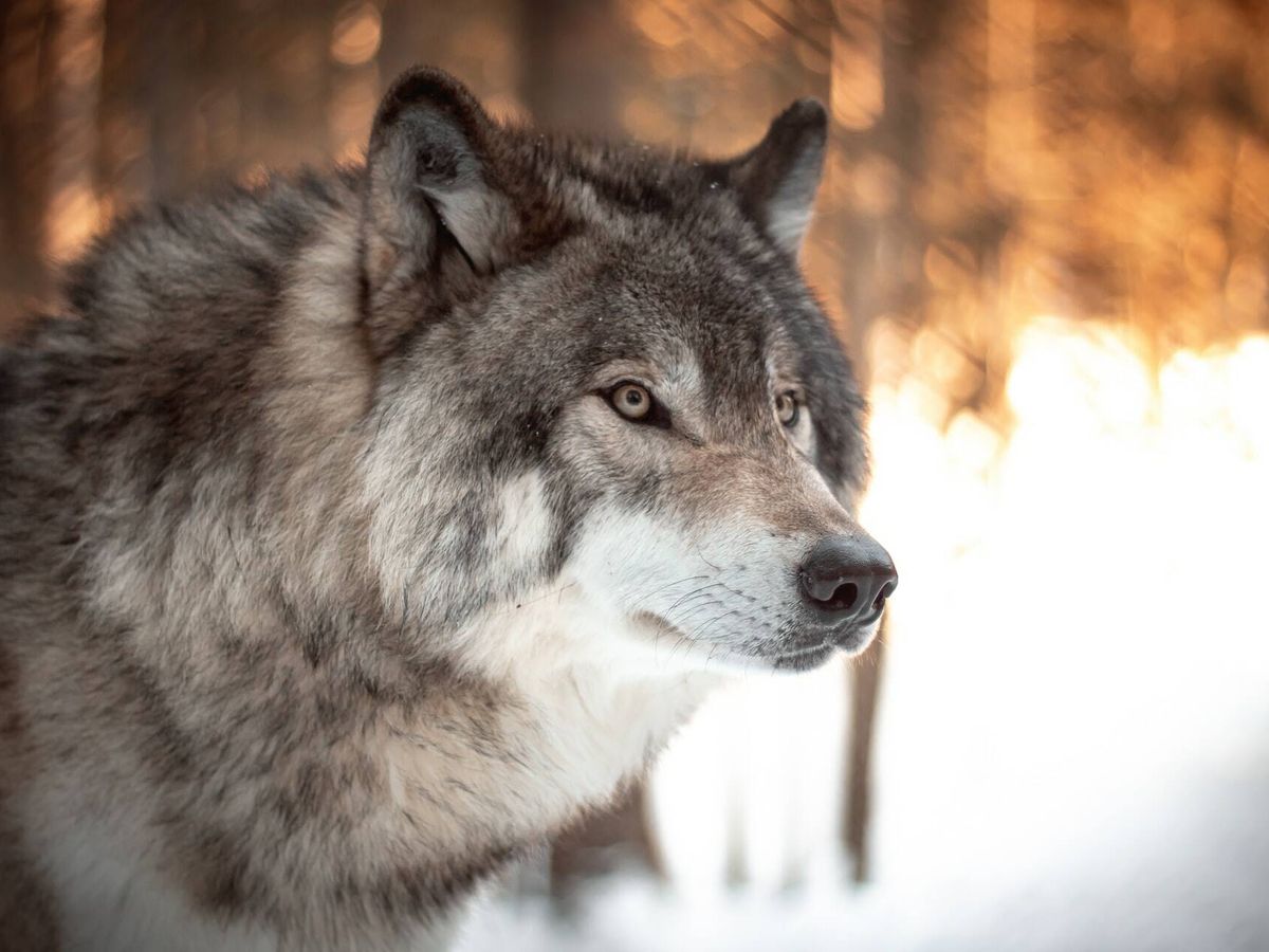 Los lobos son capaces de mover el rabo como los perros?