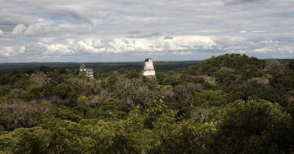 Foto: Vista del parque arqueológico Tikal en mitad de la selva petenera. Petén, Guatemala. (EFE)