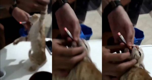 Foto: Imágenes del vídeo en el que se maltrataba a los gatos. Fuente: Youtube