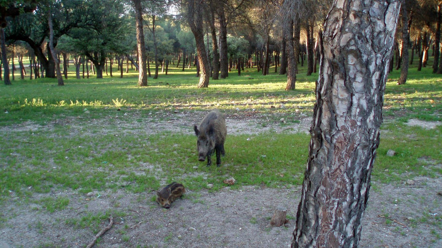 Un jabalí y su cría, en el monte de El Pardo.