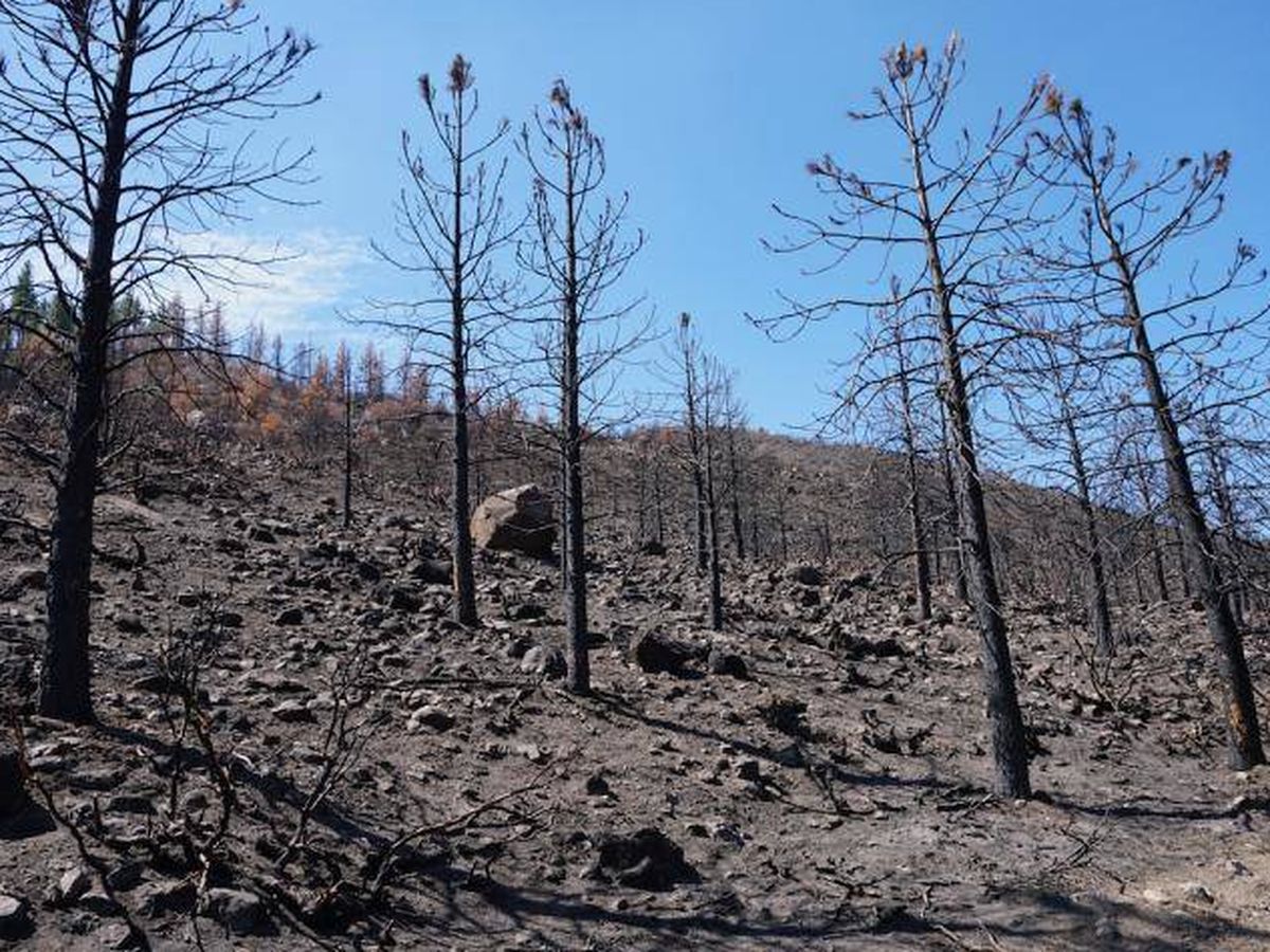 Foto: Parte de uno de los bosques quemados durante los incendios forestales en el estado de California durante 2020. En estos suelos realizaron los investigadores sus experimentos. Foto: DRI