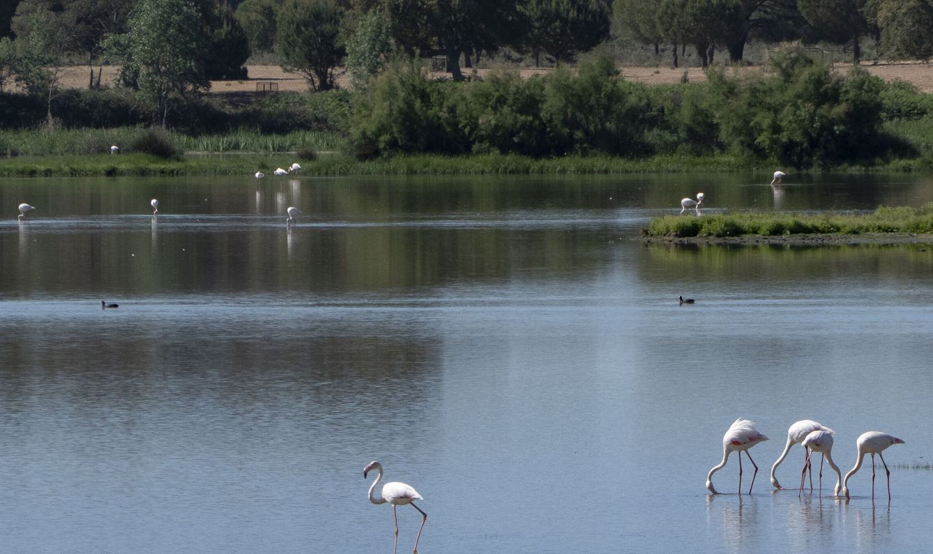 Imagen de archivo del Parque Nacional de Doñana en el término de Almonte. (EFE/D. Arjona)