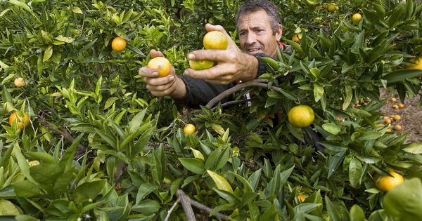 Foto: Un recolector de naranjas en un campo valenciano. (EFE)