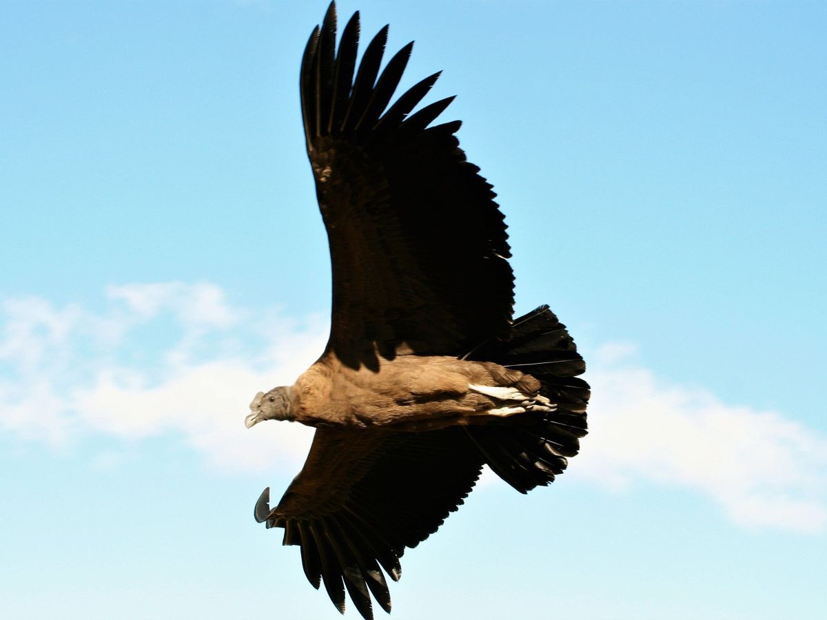 Foto: Un condor andino en pleno vuelo. Foto: EFE