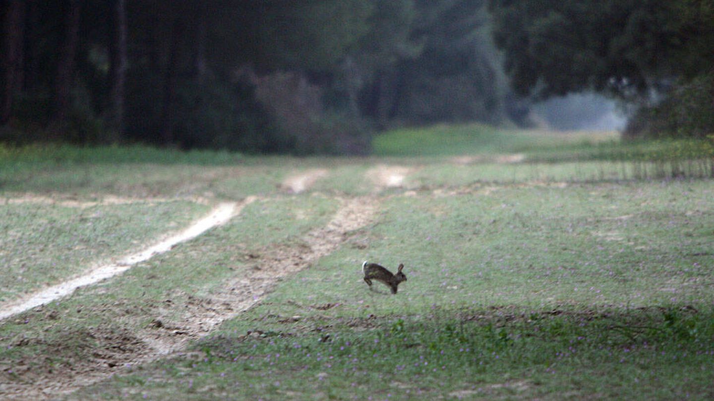 Conejo de monte en el Parque Nacional de Doñana. (Andoni Canela)
