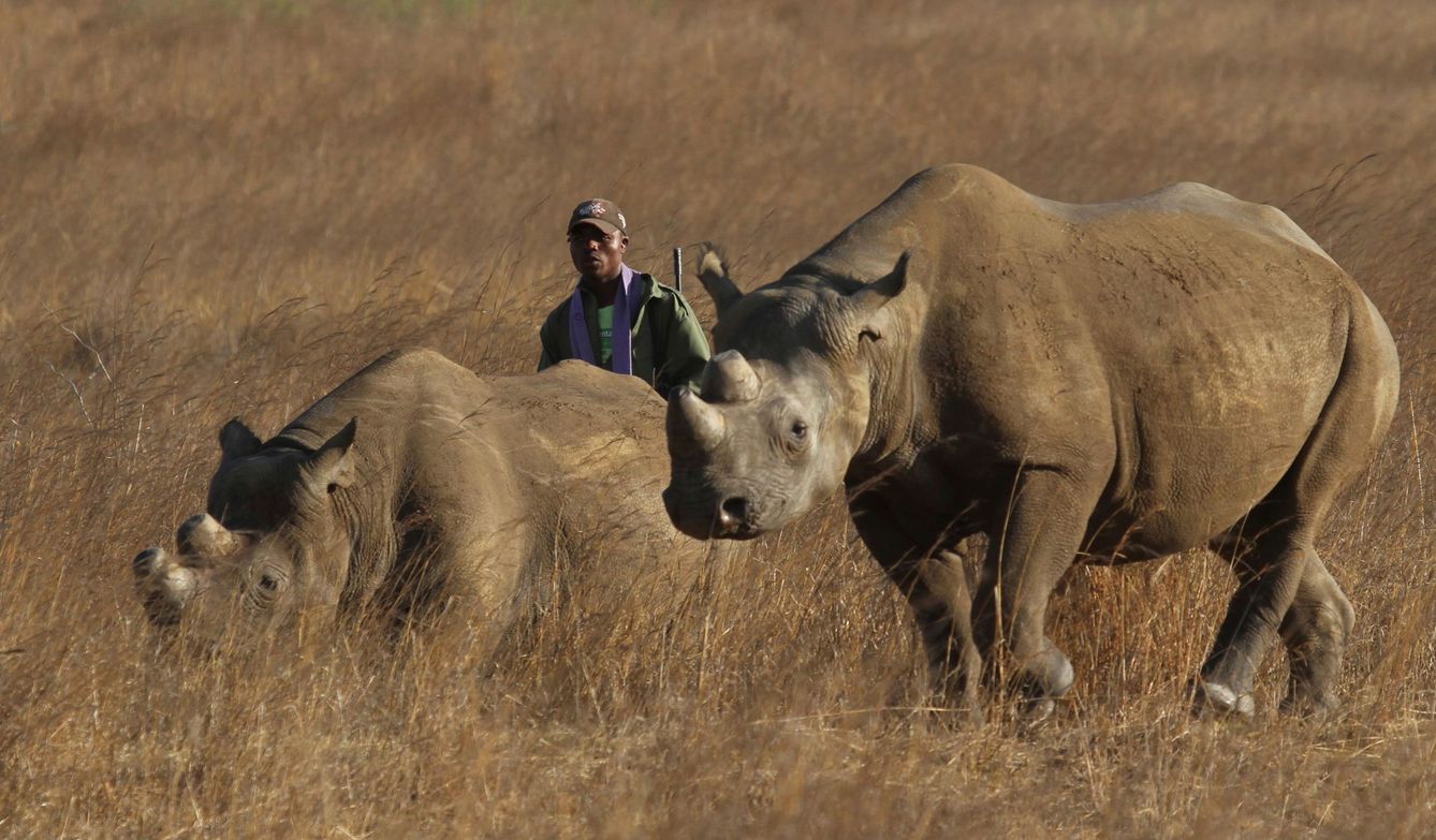 Rinocerontes custodiados por guardabosques en África (Reuters)