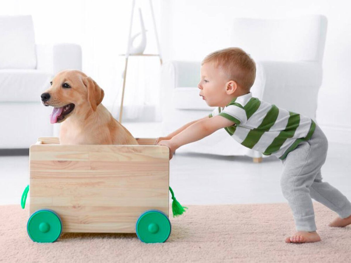 Quagga calidad Laboratorio Los 4 divertidos juegos con los que los niños pueden interactuar con sus  perros