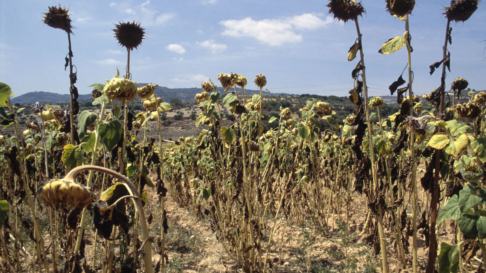 Foto: La sequía de los campos españoles es uno de los efectos del cambio climático. (Corbis)