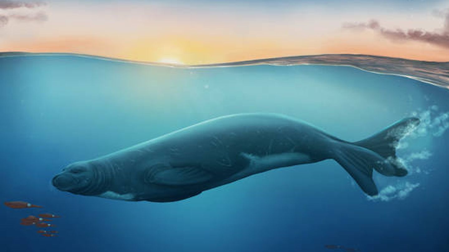 Representación de la nueva especie de foca monje descubierta. (Universidad Monash)