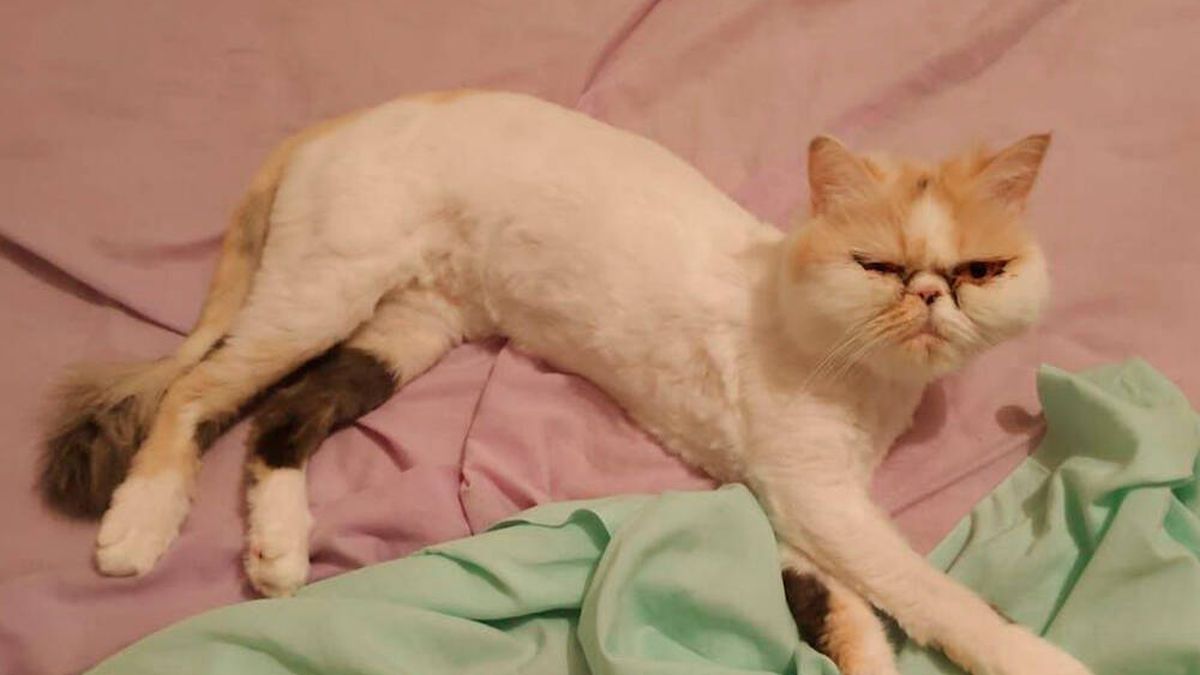 Una gata de Córdoba sobrevive a 46 minutos de lavado y centrifugado