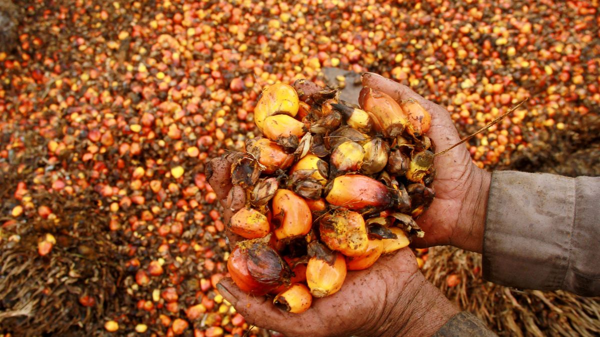 Cómo el aceite de palma conquistó el mundo