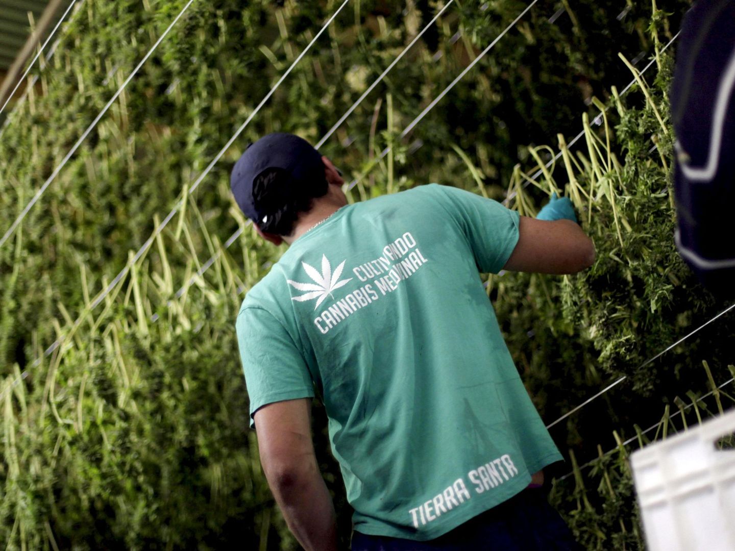 Un trabajador procesa marihuana medicinal en una plantación. (REUTERS)