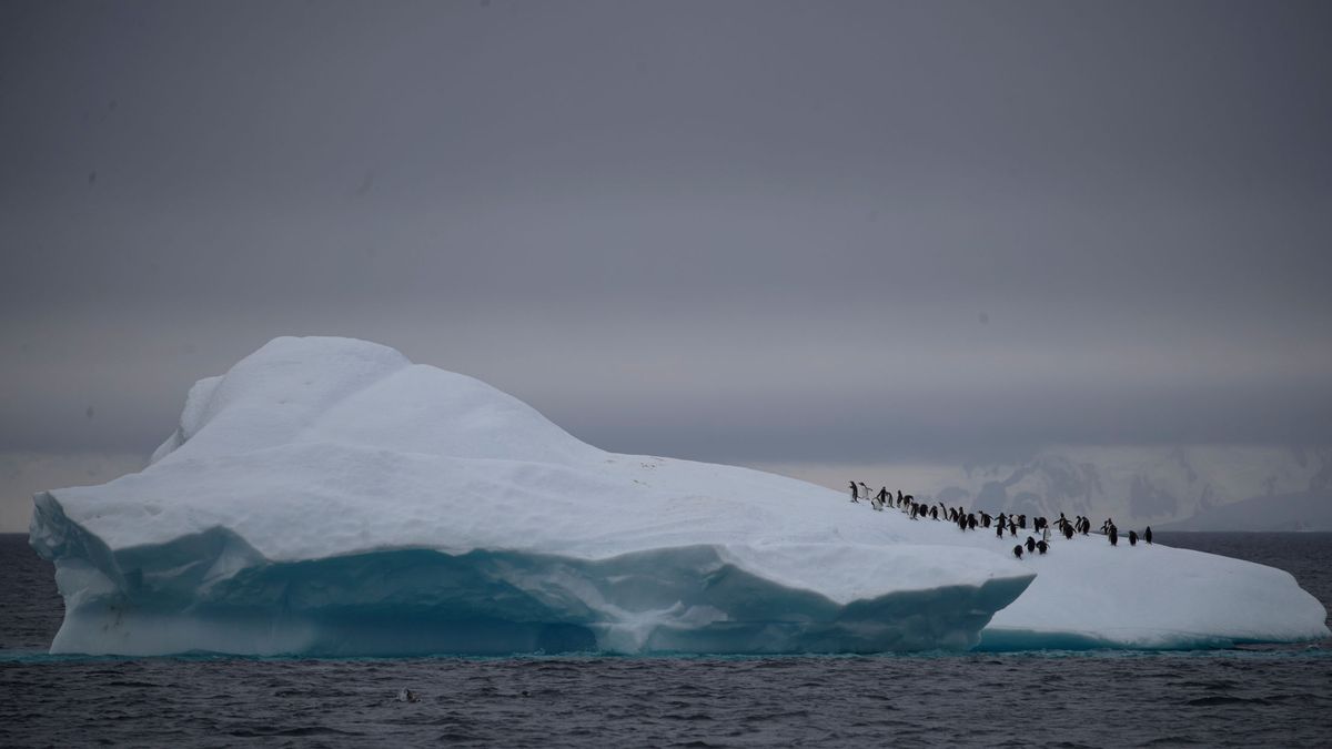 El iceberg más grande del mundo amenaza al mayor refugio de pingüinos del planeta