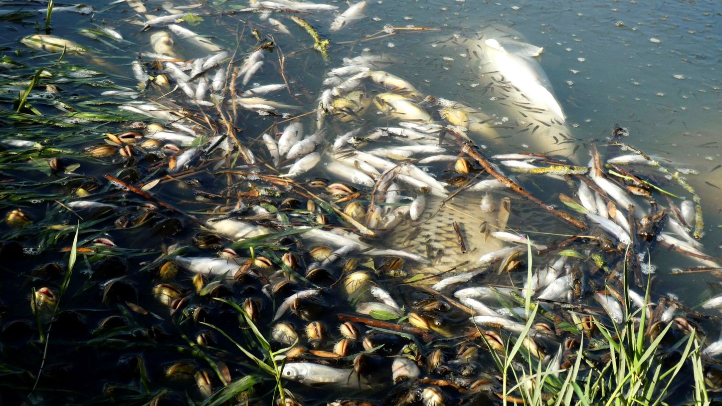 Peces muertos en el río Guadiana tras un vertido ilegal (EFE/Beldad)