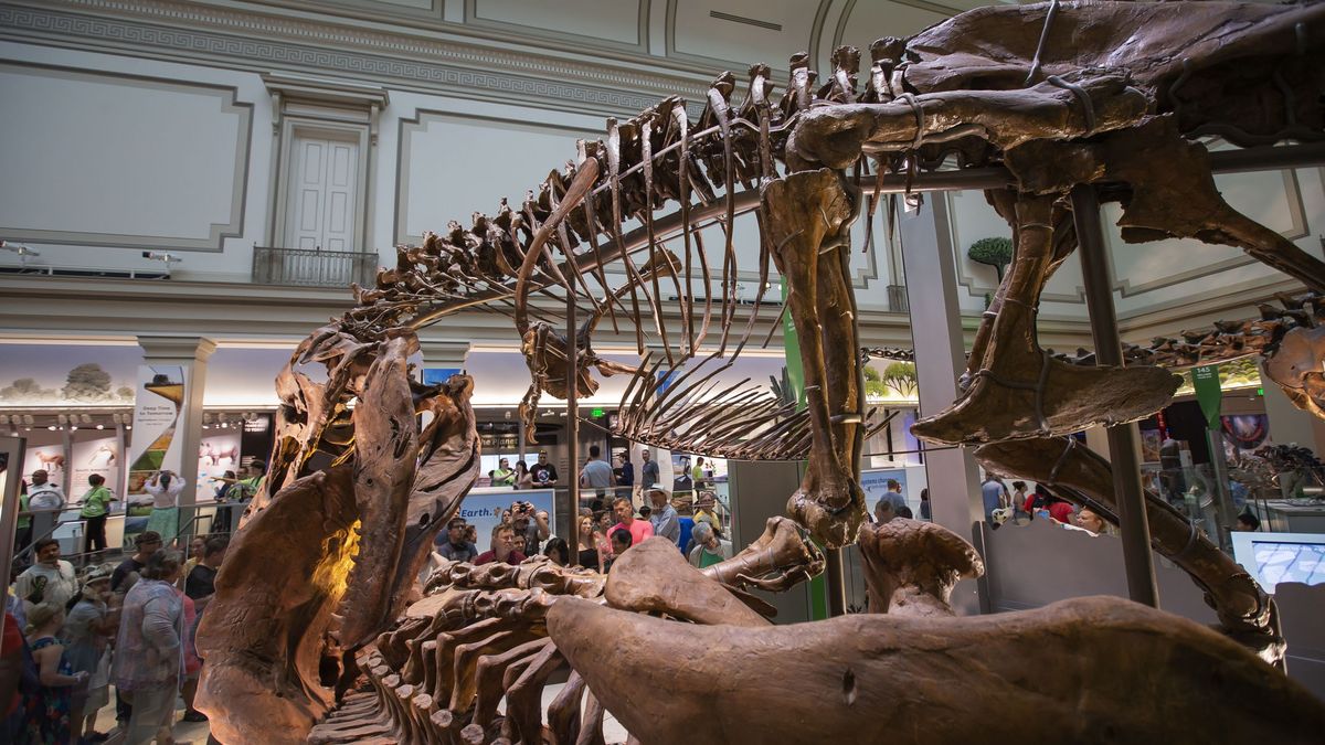 Los 'Tyrannosaurus rex' enanos que desconcertaban a la ciencia (hasta hoy)