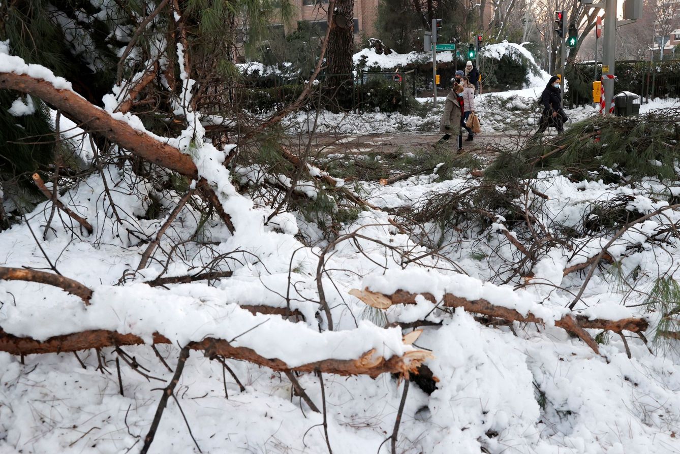 Ramas caídas de varios árboles como consecuencia de la nevada provocada por la borrasca Filomena. (EFE)