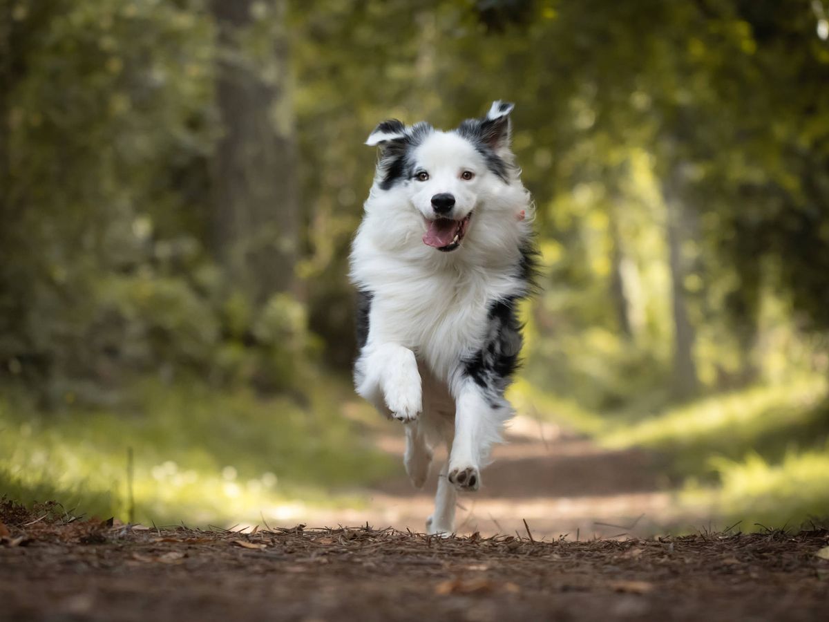 Foto: Cómo se explica que los perros y gatos corran a veces 'como locos' (iStock)