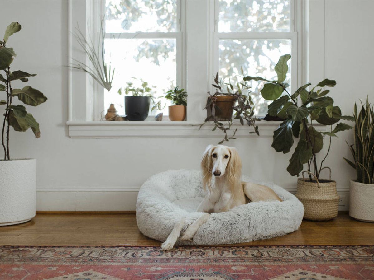 Foto: Plantas de interior 'pet friendly' que decoran y cuidan de tus mascotas (Chewy para Unsplash)