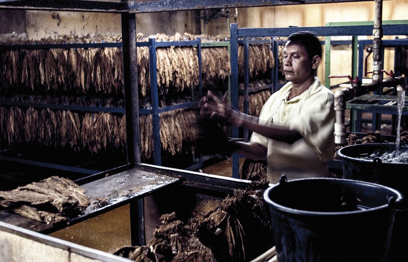 Momento de secado en plantación de tabaco.