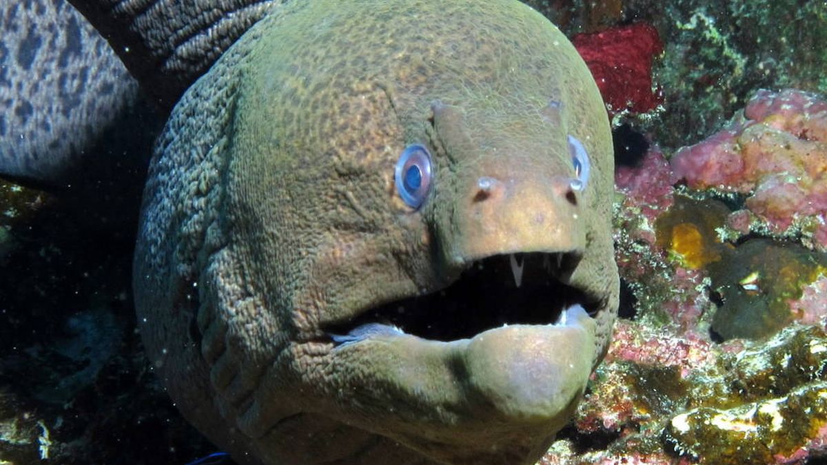 Estos científicos creen que el monstruo del Lago Ness podría ser una anguila gigante