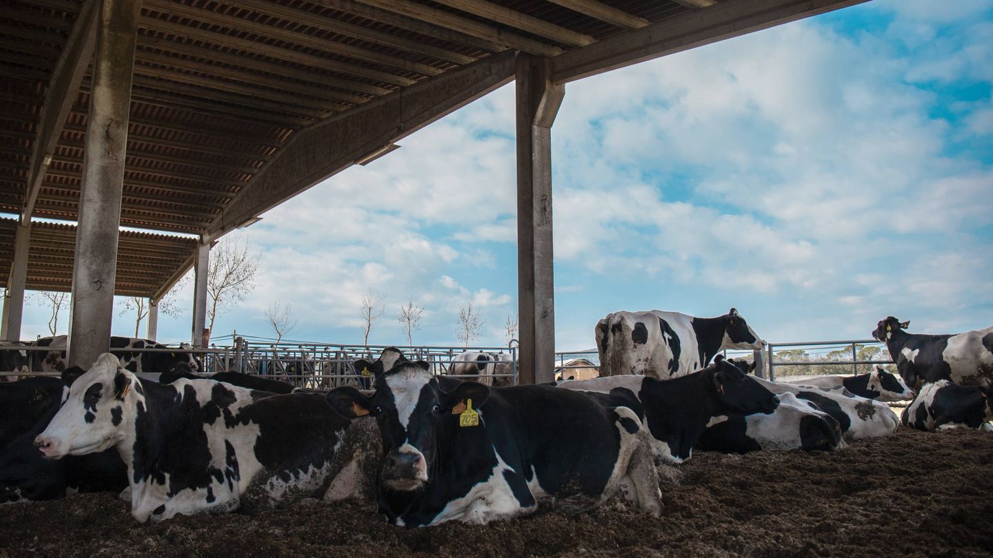 Con el sistema de 'camas frías' se evita que las vacas desarrollen mastitis. (Paula Aler)