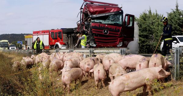 Foto: Vista del accidente ocurrido este lunes donde un camión cargado de cerdos ha colisionado con un autobús con siete pasajeros en Palencia. (Efe)
