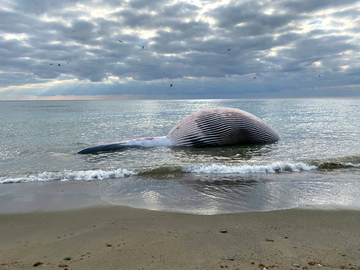 Foto: El cadáver de la ballena en la playa de La Rada de Estepona (Málaga). (Ayuntamiento de Estepona)