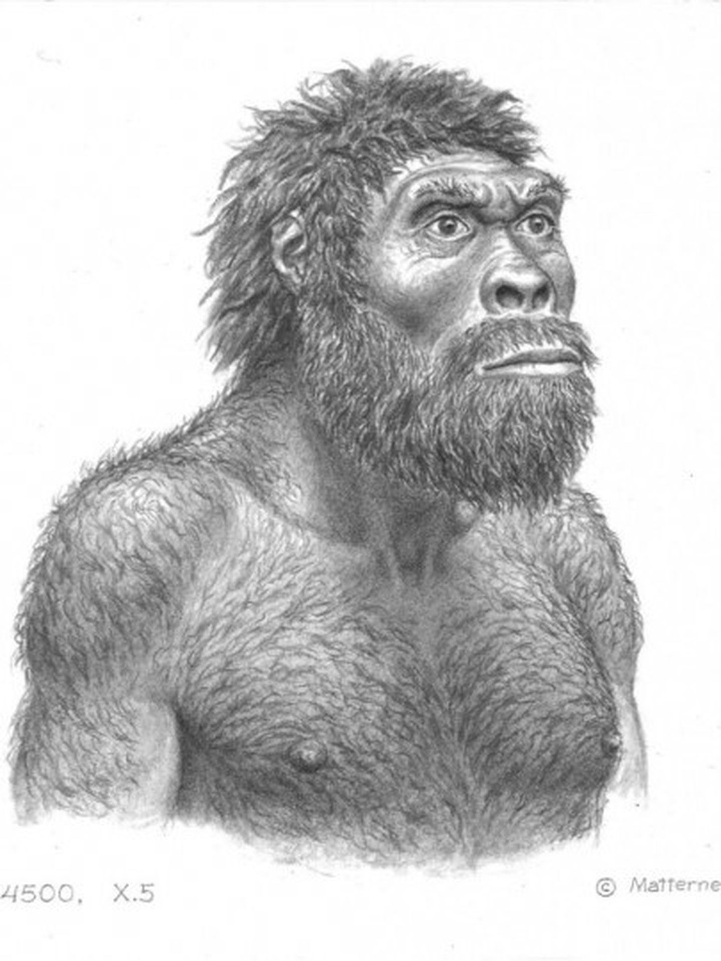 El 'Homo erectus' de Dmanisi (Jay Matternes)