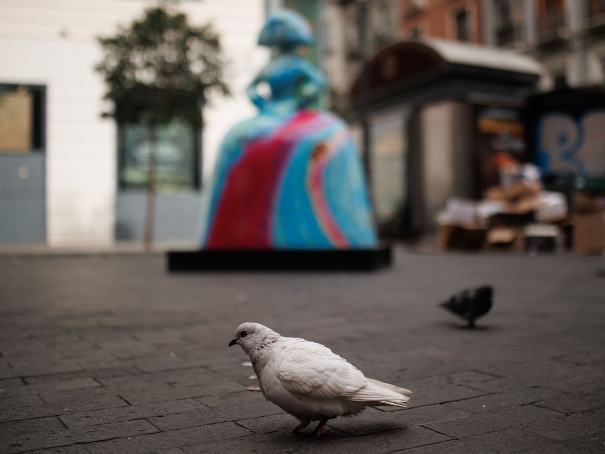 Foto: ¿Es legal dar de comer a las palomas en España? (Alejandro Martínez Vélez / Europa Press)