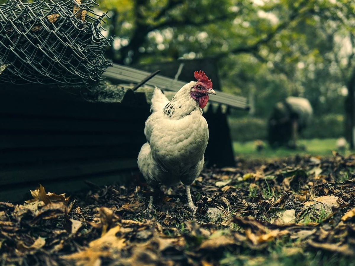 Foto: Una gallina disfruta del paseo desde el gallinero (Foto: Pixabay)
