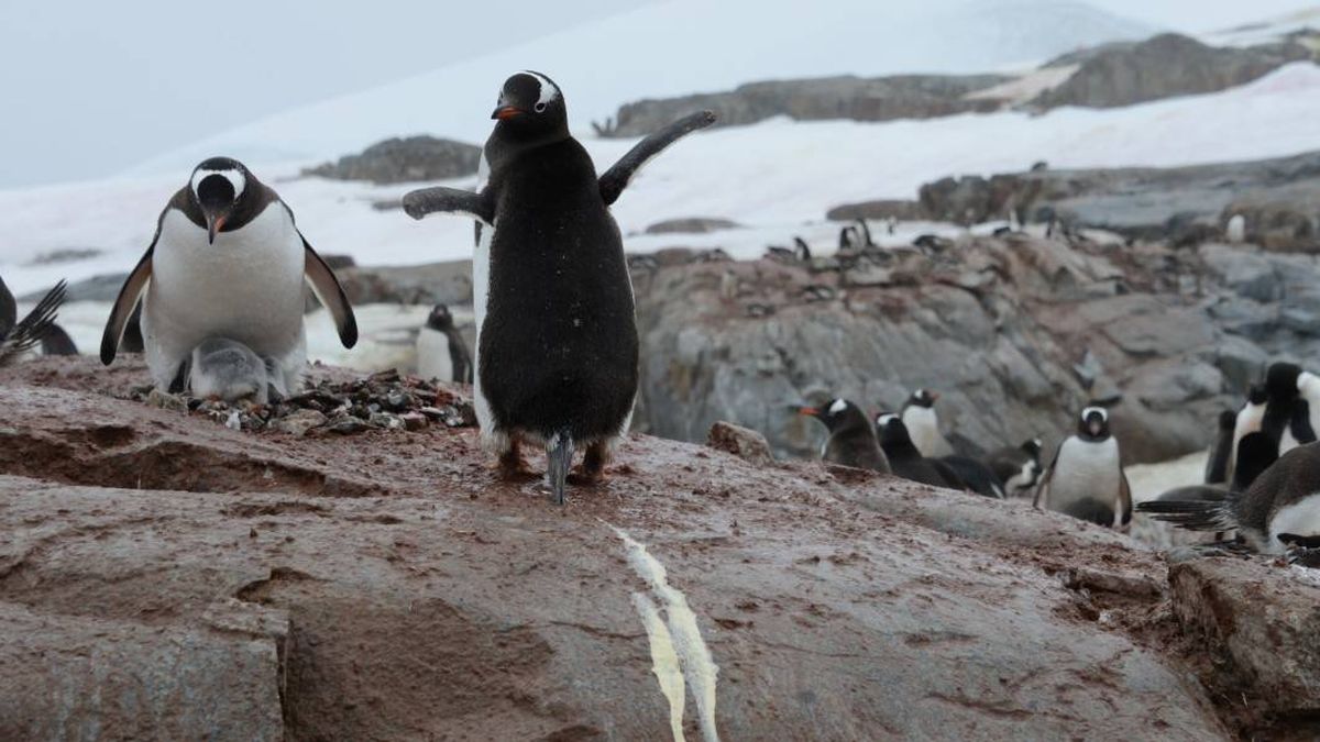 Las heces del pingüino emiten (mucho) gas de la risa y pueden llegar a "colocar"