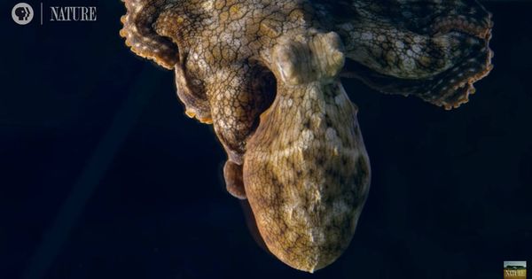 Foto: El cefalópodo cambió de color varias veces, adquiriendo diferentes tonalidades en su manto (Foto: YouTube/Nature)