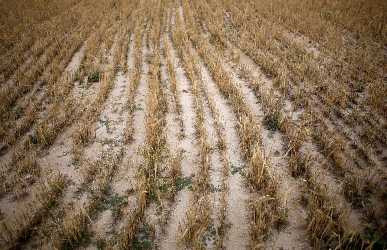 Un campo de cebada sin cosechar en Arévalo (Ávila). (Reuters)