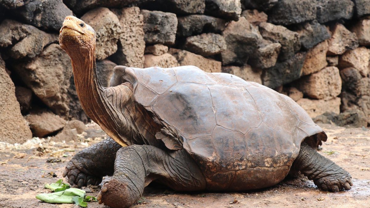 Se retira Diego, la tortuga centenaria que salvó su especie teniendo 800 hijos