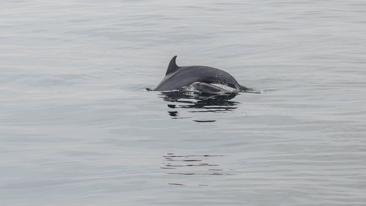 Delfín en el golfo de México. (Wikimedia)