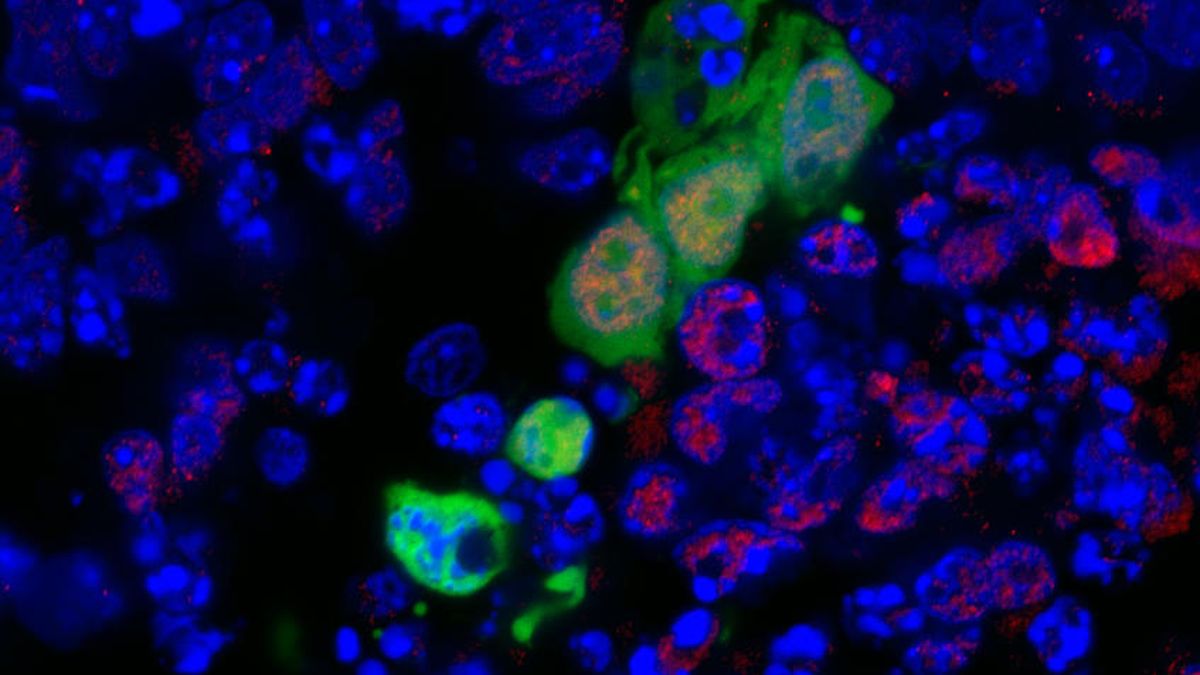 Fábrica de 'repuestos': una célula madre genera órganos humanos en animales