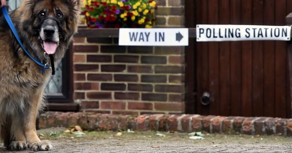 Foto: Un votante acude a las urnas con su perro en el sur de Londres. (Reuters) 