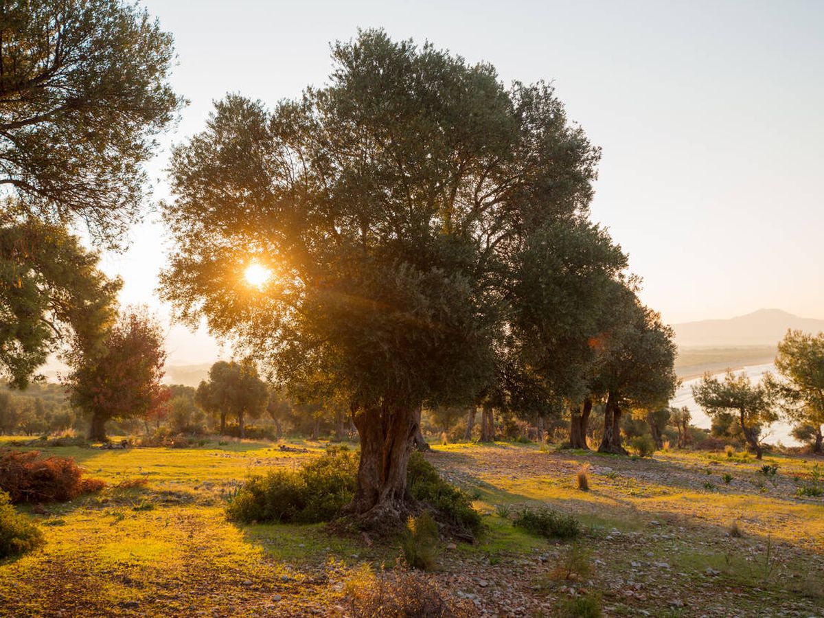 Foto: Un olivo en la costa mediterránea. (iStock)