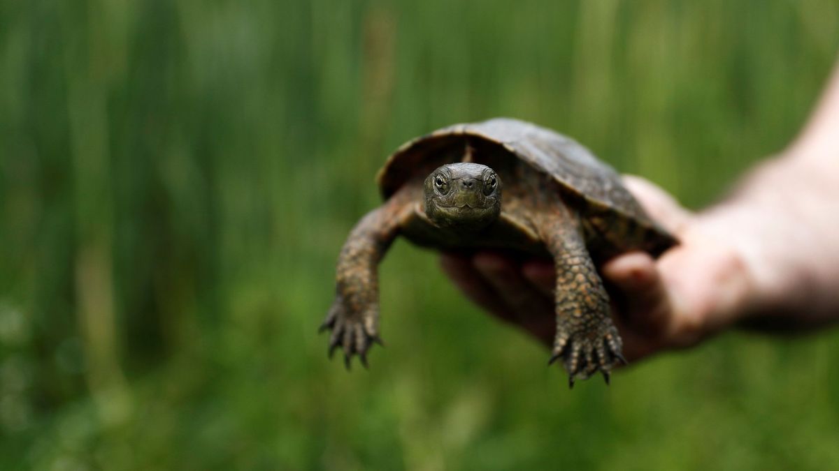 De comer, ¿tortuga?: por qué ya no se hierven galápagos vivos para servirlos en la mesa 