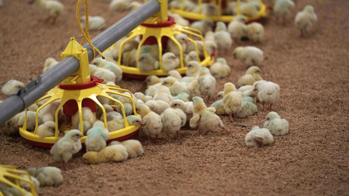 Resurge la gripe aviar en Francia con 14 focos en granjas del sur, fronterizas con España
