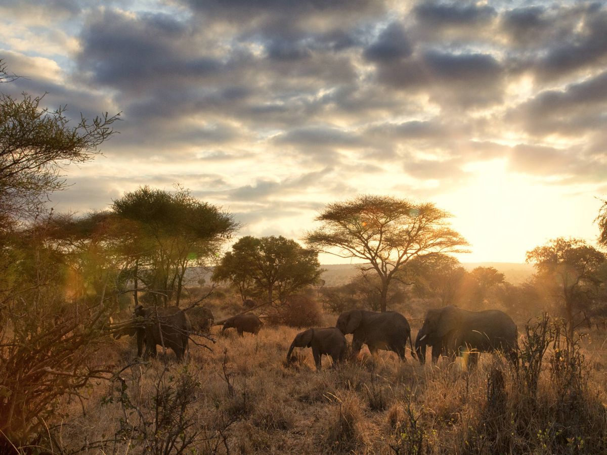 Foto: Elefantes en Tanzania. (iStock)