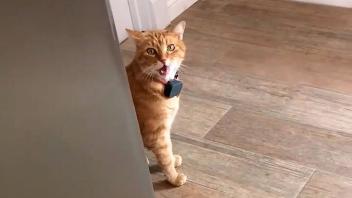 El gato de Instagram que saluda a sus dueños al llegar a casa